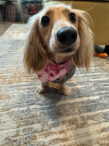 Max's Pet Market & Salon