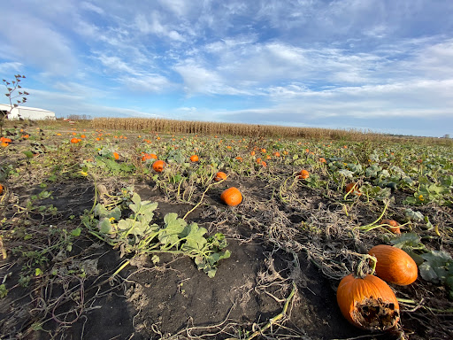 Pumpkin Patch «Barts Farm and Pumpkin Patch», reviews and photos, 7307 Alburnett Rd, Marion, IA 52302, USA