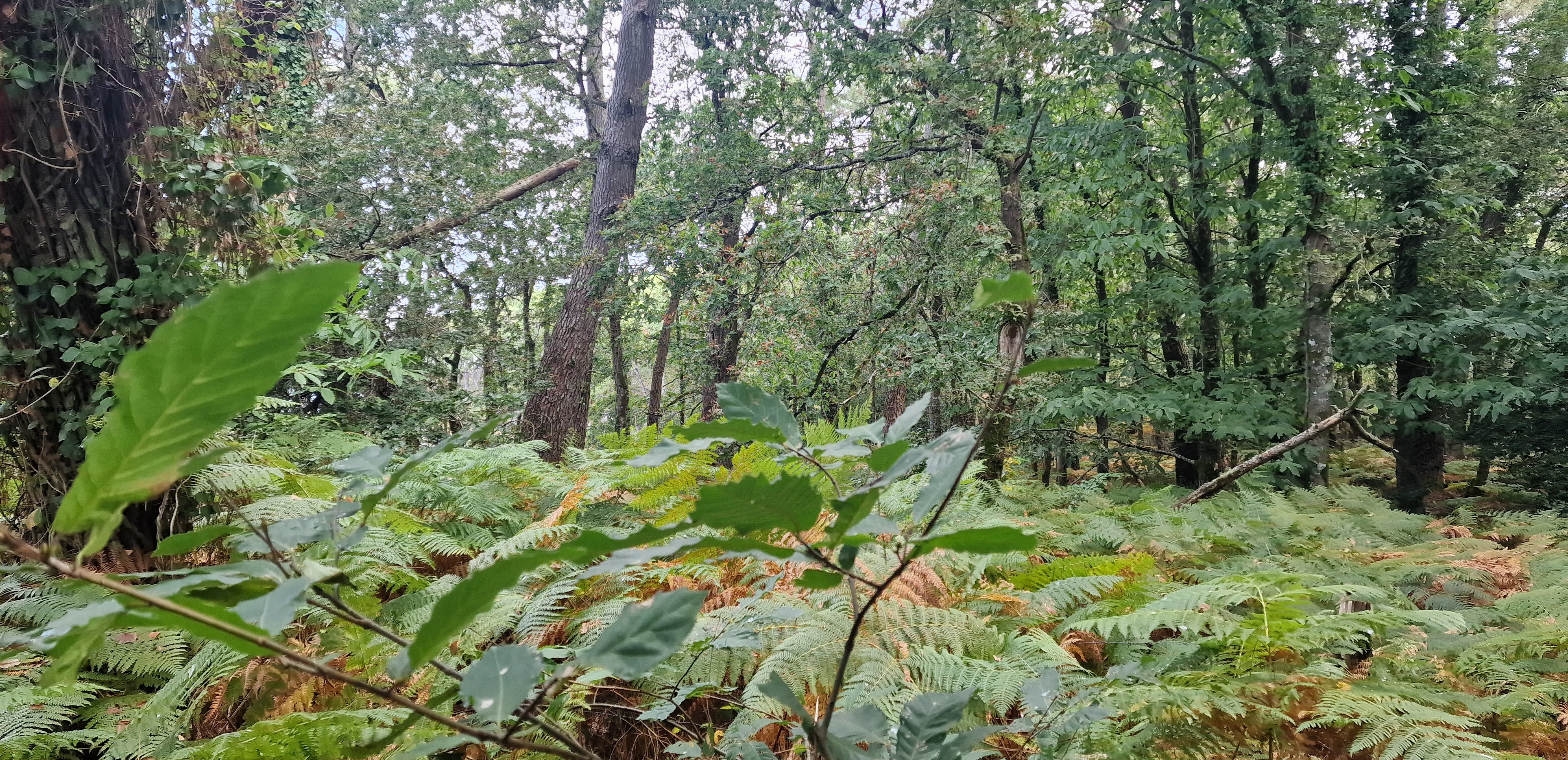 Photo n° 8 de l'avis de Patricialed56. fait le 25/09/2023 à 14:03