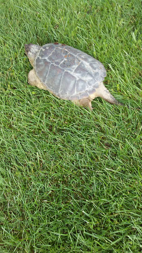 Golf Course «Sparrows Point Country Club», reviews and photos, 919 Wise Ave, Baltimore, MD 21222, USA