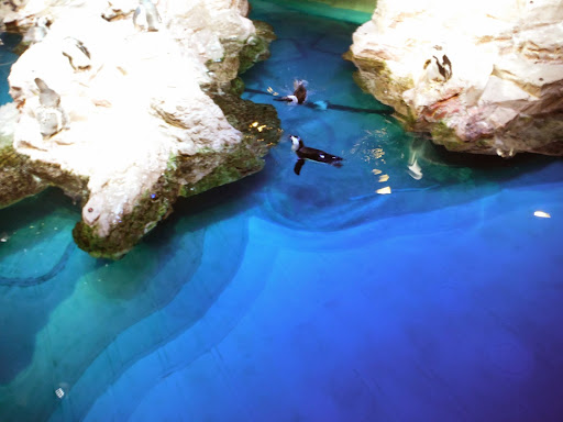 Aquarium «New England Aquarium», reviews and photos, 1 Central Wharf, Boston, MA 02110, USA