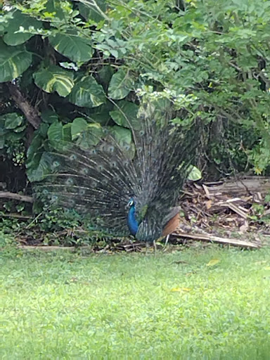 Bird Shop «The Aviary at Cauley Square», reviews and photos, 22400 Old Dixie Hwy, Miami, FL 33170, USA