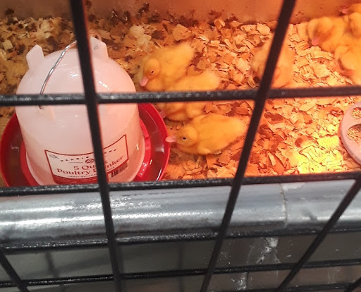 Home Improvement Store «Tractor Supply Co.», reviews and photos, 10 Plaza Dr, Winder, GA 30680, USA