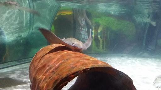 Aquarium «SEA LIFE Charlotte-Concord Aquarium», reviews and photos, 8111 Concord Mills Boulevard, Concord, NC 28027, USA