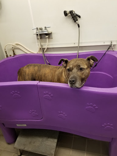 Pet Supply Store «Bow Wow and Meow Pet Supplies», reviews and photos, 1648 S 4th St, Allentown, PA 18103, USA