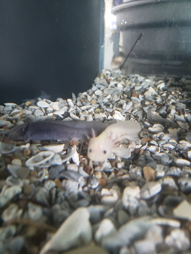 Tropical Fish Store «The Fish Store», reviews and photos, 2050 Chamblee Tucker Rd, Chamblee, GA 30341, USA