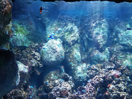 Aquarium «Via Aquarium», reviews and photos, 93 W Campbell Rd, Schenectady, NY 12306, USA