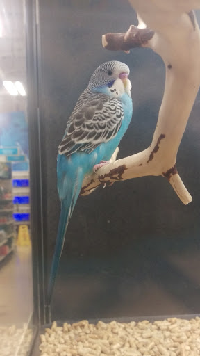 Pet Supply Store «PetSmart», reviews and photos, 1919 Wells Rd, Orange Park, FL 32073, USA