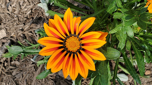 Farm «Blooming Hill Lavender Farm», reviews and photos, 19929 Telegraph Springs Rd, Purcellville, VA 20132, USA