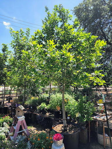 Landscaper «Wilson Landscape Nursery and Florist», reviews and photos, 14650 Bandera Rd, Helotes, TX 78023, USA