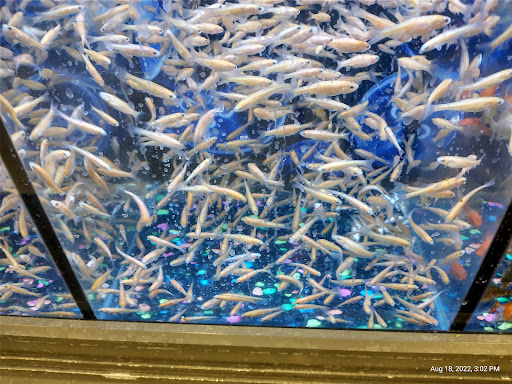 Pet Supply Store «Pet Supplies Plus», reviews and photos, 7315 Mentor Ave, Mentor, OH 44060, USA