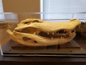 Horry County Museum - photo 23