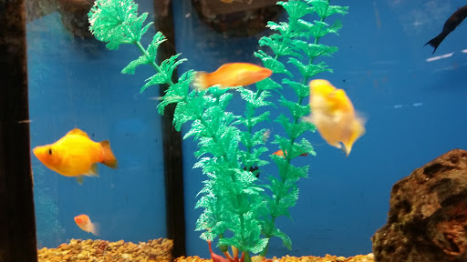 Pet Supply Store «Petco Animal Supplies», reviews and photos, 16434 N Marketplace Blvd, Nampa, ID 83651, USA