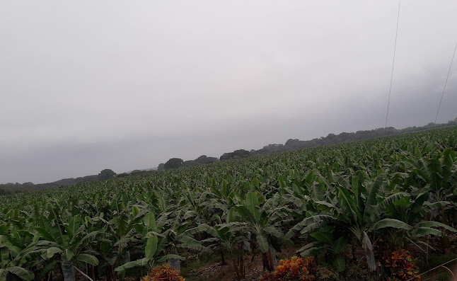 Agro BalaoChico Finca Santa Maria 🍌