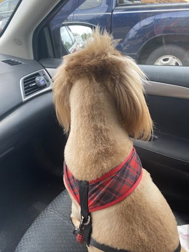 Pet Supply Store «PetSmart», reviews and photos, 3351 Jefferson Davis Hwy, Alexandria, VA 22305, USA