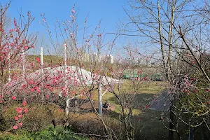 Chundeoksan Peach Garden image