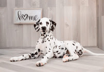 Fetch Puppies - Photo 4 - Car repair in Beavercreek, OH, Dayton