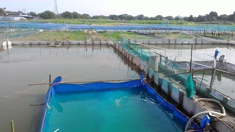 中根金魚養殖場