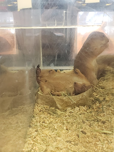 Pet Store «Animal Ark», reviews and photos, 2730 Brookdale Dr, Kingwood, TX 77339, USA