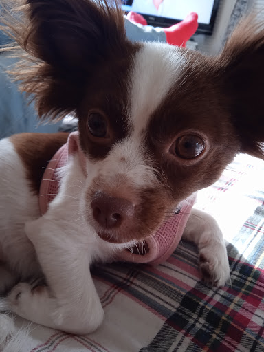 Pet Supply Store «Pet Supplies Plus», reviews and photos, 345 Willow Bend, Crystal, MN 55428, USA