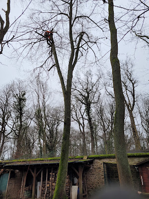 Godiche Elagage Essonne à Igny