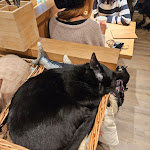 Photo n°5 de l'avis de Rebecca.h fait le 25/03/2024 à 15:02 sur le  Katzentempel Leipzig Mitte à Leipzig