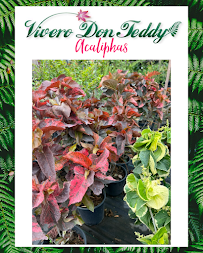 Vivero Don Teddy - Photo 2 - Car repair in Mercedita, Ponce, Puerto Rico, Ponce