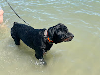 Anytime Dog Training - Photo 7 - Car repair in Richlands, NC, Jacksonville