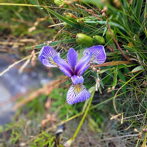 Vista Point «Schoodic Point», reviews and photos, Arey Cove Rd, Winter Harbor, ME 04693, USA
