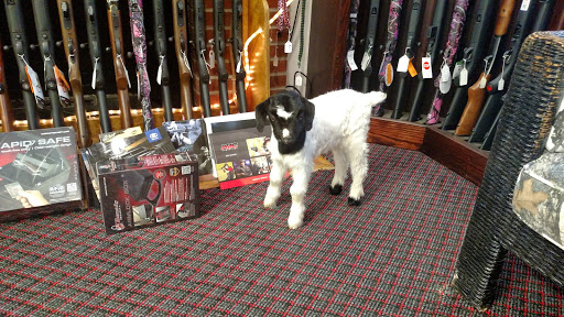 Gun Shop «Gale Force Guns», reviews and photos, 2198 Caratoke Hwy, Moyock, NC 27958, USA