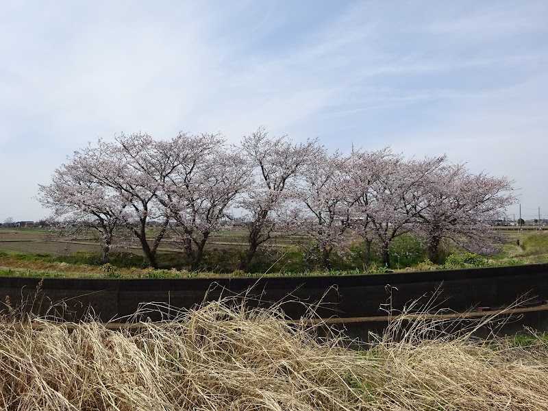 八本桜