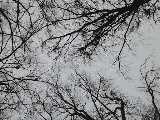 Park «The Crape Myrtle Trails of McKinney», reviews and photos, 6452 Collin McKinney Pkwy, McKinney, TX 75070, USA