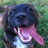 Paws R Us - Photo 2 - Car repair in , Kissimmee