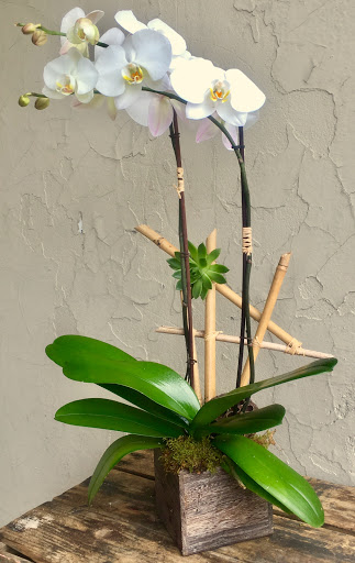 Wholesale Florist «Urban Jungle», reviews and photos, 2603 Sherman Ave NW, Washington, DC 20001, USA