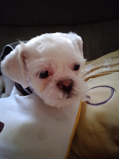 Centro Veterinárias A.W. - CEVAW em São Paulo - SP