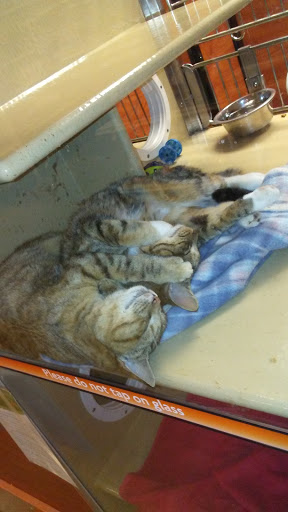 Pet Supply Store «PetSmart», reviews and photos, 420 Home Dr, Pittsburgh, PA 15275, USA