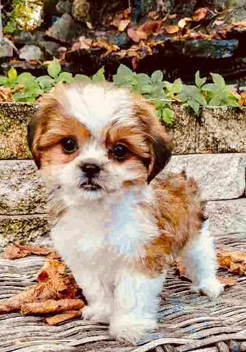 Pet Store «Animal City Pet Center», reviews and photos, 919 NW Broad St, Murfreesboro, TN 37129, USA