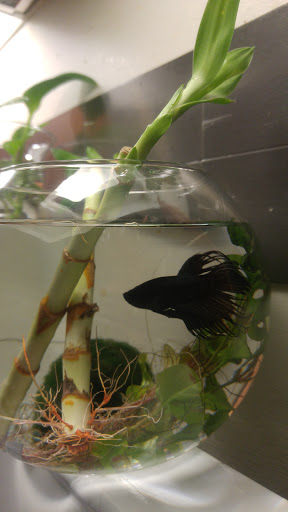 Pet Supply Store «Pet Supplies Plus», reviews and photos, 400 Lowell Ave Suite 14, Haverhill, MA 01832, USA