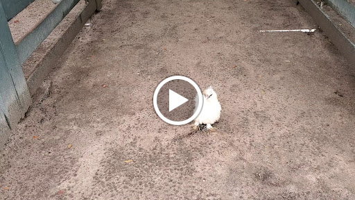 Stable «Lawton Stables», reviews and photos, 190 Greenwood Dr, Hilton Head Island, SC 29928, USA