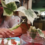 Photo n°2 de l'avis de Gabriele.e fait le 24/07/2020 à 19:58 sur le  Il Magazzino delle Scope à Lido di Jesolo