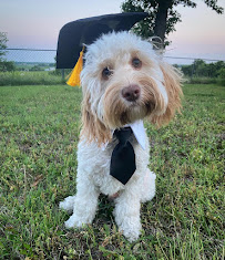 K9Elite Dog Training - Photo 4 - Car repair in , Oklahoma City