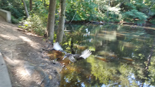 Performing Arts Theater «Chastain Park Amphitheatre», reviews and photos, 4469 Stella Dr NW, Atlanta, GA 30342, USA