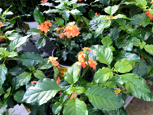 Home Improvement Store «The Home Depot», reviews and photos, 7001 Crestwood Blvd #1300, Birmingham, AL 35210, USA