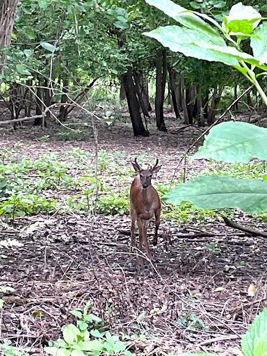 Nature Preserve «Cleveland Lakefront Nature Preserve», reviews and photos, 8701 Lakeshore Blvd, Cleveland, OH 44108, USA