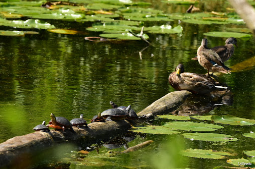 Nature Preserve «Captain Daniel Wright Woods Forest Preserve», reviews and photos, 24830 N St Marys Rd, Mettawa, IL 60045, USA