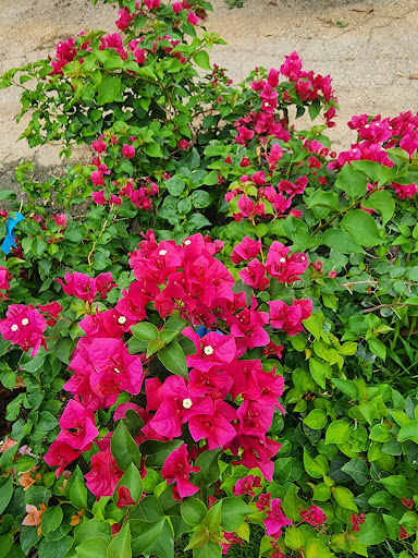 Landscaper «Wilson Landscape Nursery and Florist», reviews and photos, 14650 Bandera Rd, Helotes, TX 78023, USA