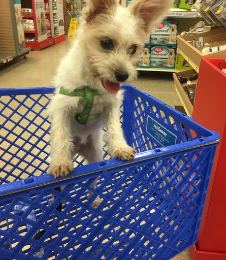 Pet Supply Store «PetSmart», reviews and photos, 300 N Congress Ave, Lake Park, FL 33403, USA