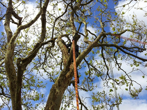 Pro Climb Tree Care