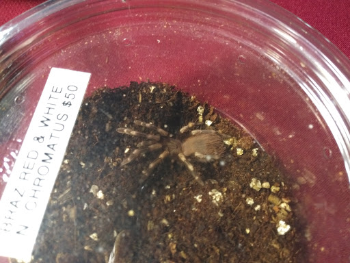 Reptile Store «Cleveland Reptile Show», reviews and photos, 17250 Hummel Rd, Brook Park, OH 44142, USA