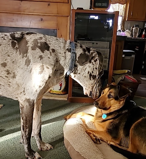 A A Vetcare image